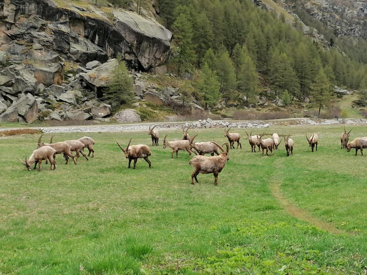 Le Vieux Rascard Lägenhet Cogne Exteriör bild